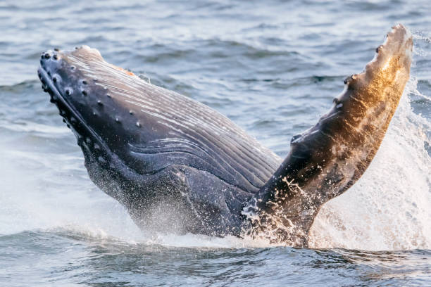 Sea Life Adventure: Exploring the Majesty of Whale Watching
