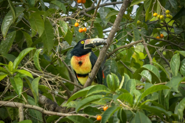 Discovering the Unique Wildlife of Belize’s Rainforests