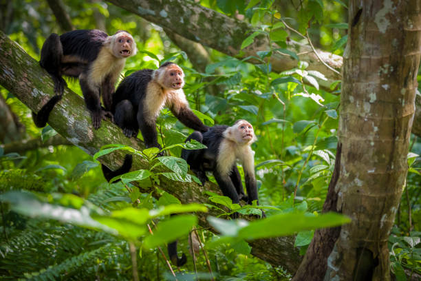 Exploring the Beauty of Costa Rica: A Journey through Nature’s Paradise
